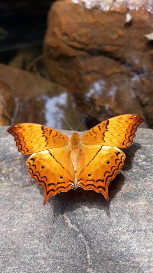 Rainforest River Edge デニヤヤ エクステリア 写真